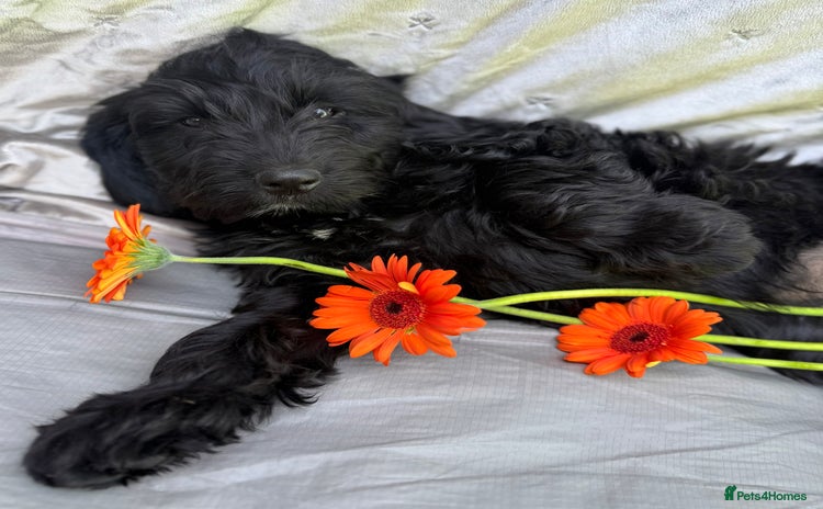 Australian Labradoodle dogs - Advert 1