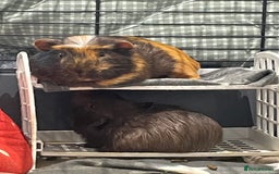 Guinea Pig rodents for sale: Male Guineapig - Image 2