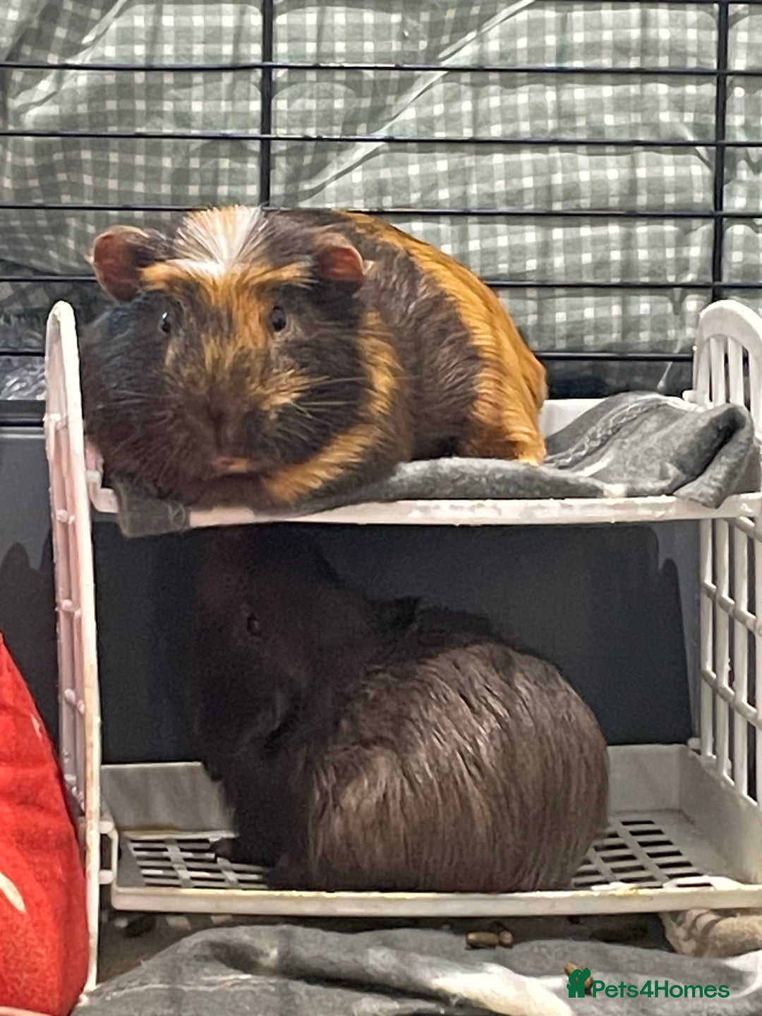 Guinea Pig rodents for sale: Male Guineapig - Image 2