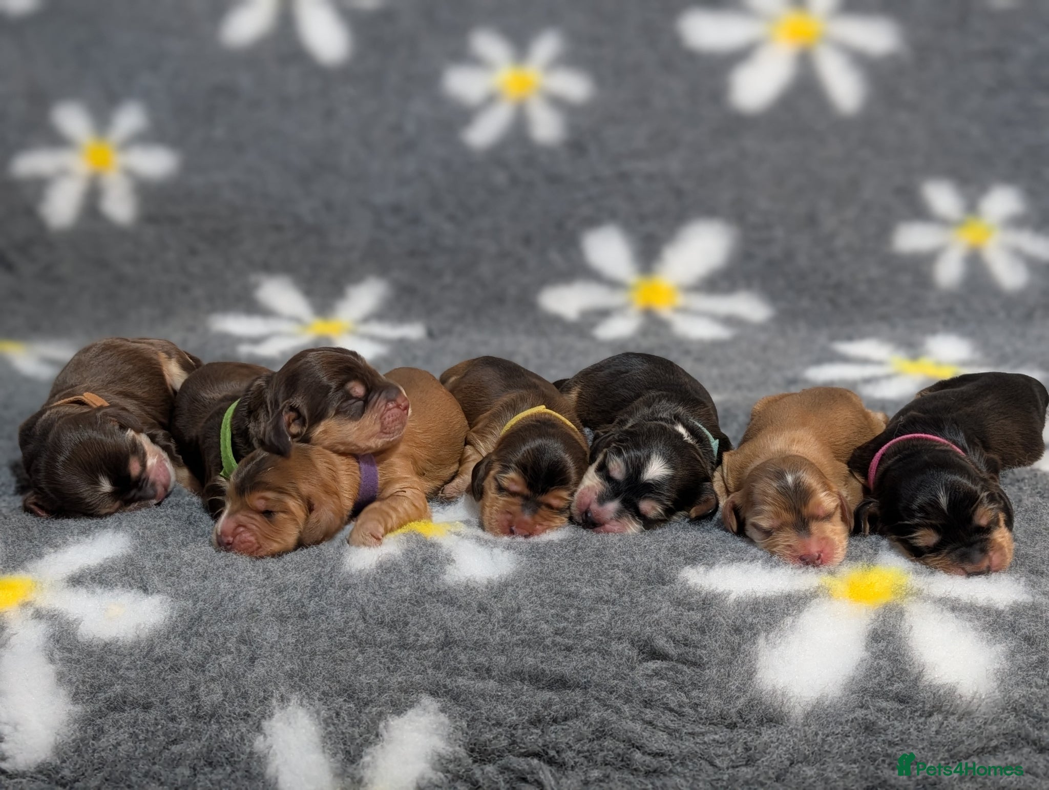 Cocker Spaniel dogs KC Reg Show Type Cocker Spaniel Puppies DNA Tested - Advert 1