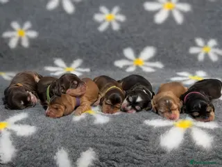 Cocker Spaniel dogs KC Reg Show Type Cocker Spaniel Puppies DNA Tested - Advert 6