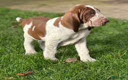 Bracco Italiano dogs for sale: This sweet boy is available  - Advert 8