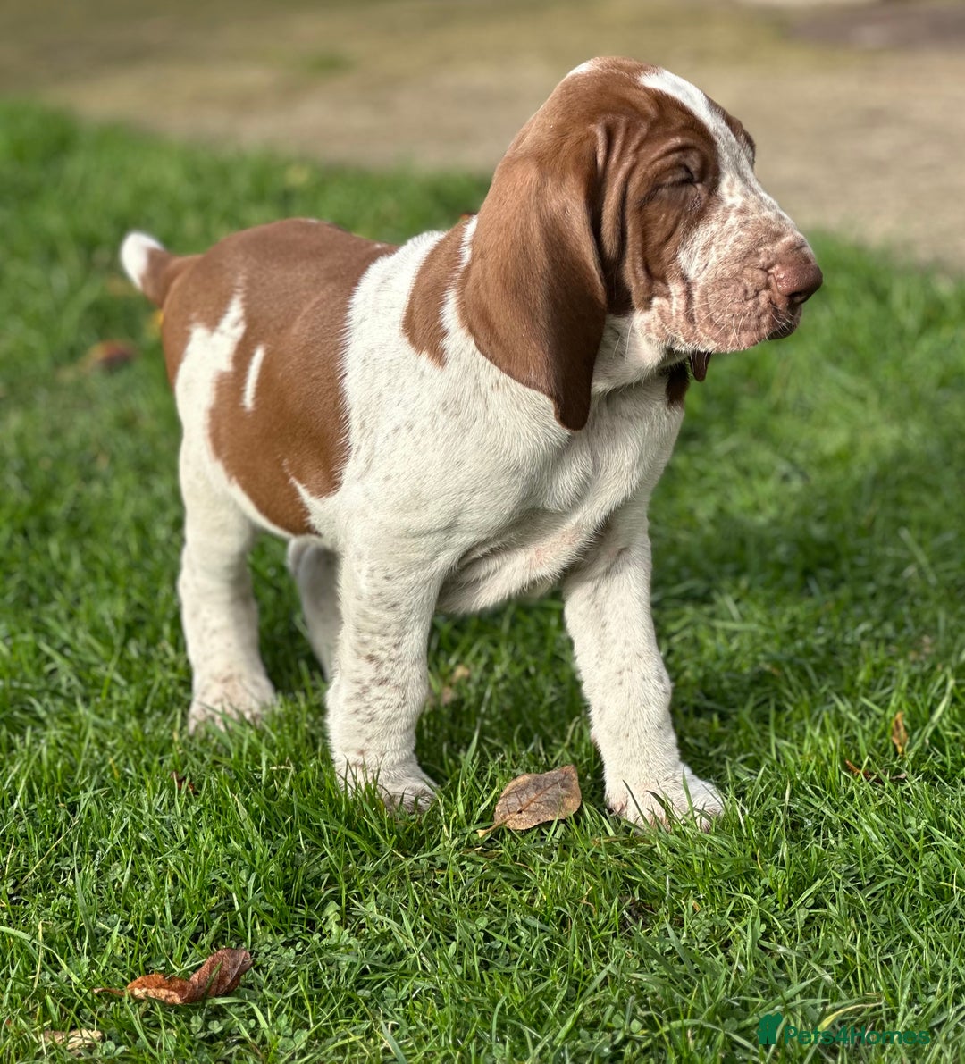 Bracco Italiano dogs for sale: This sweet boy is available  - Advert 8