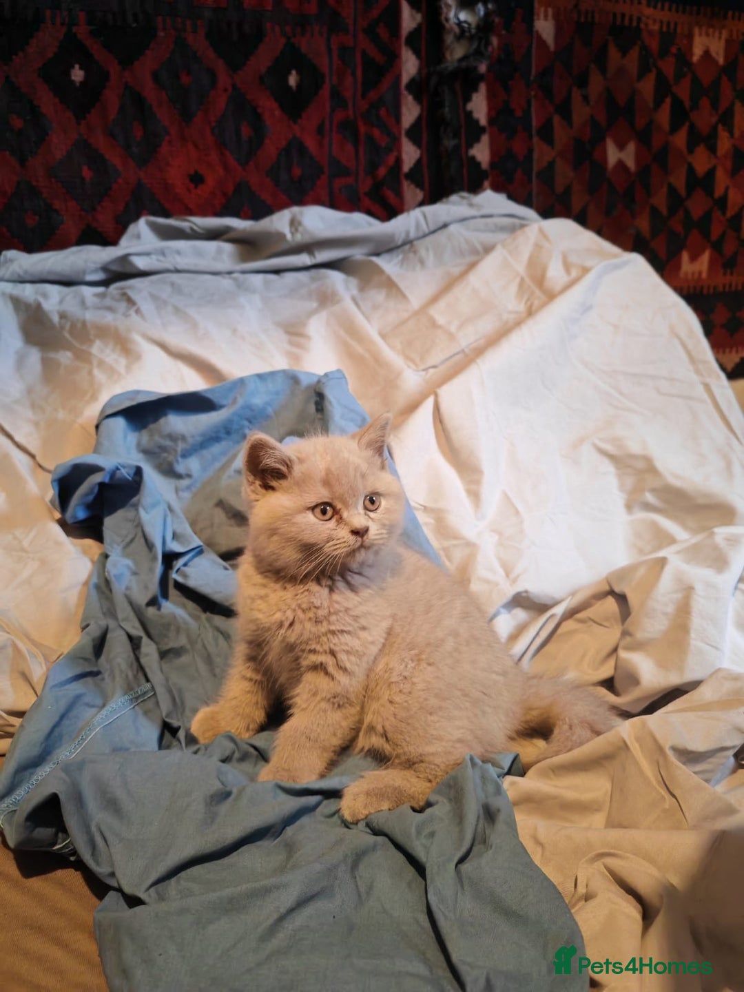 British Shorthair cats for sale: Blue/Lilac British Shorthair Kittens - Advert 4