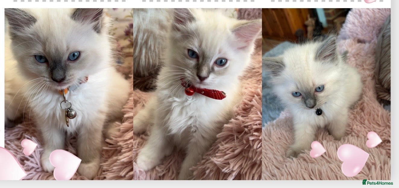 Ragdoll cats Lilac blue ragdolls 3 females - Advert 19
