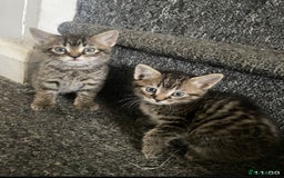 Mixed Breed cats for sale: Mix breed kittens  - Image 5