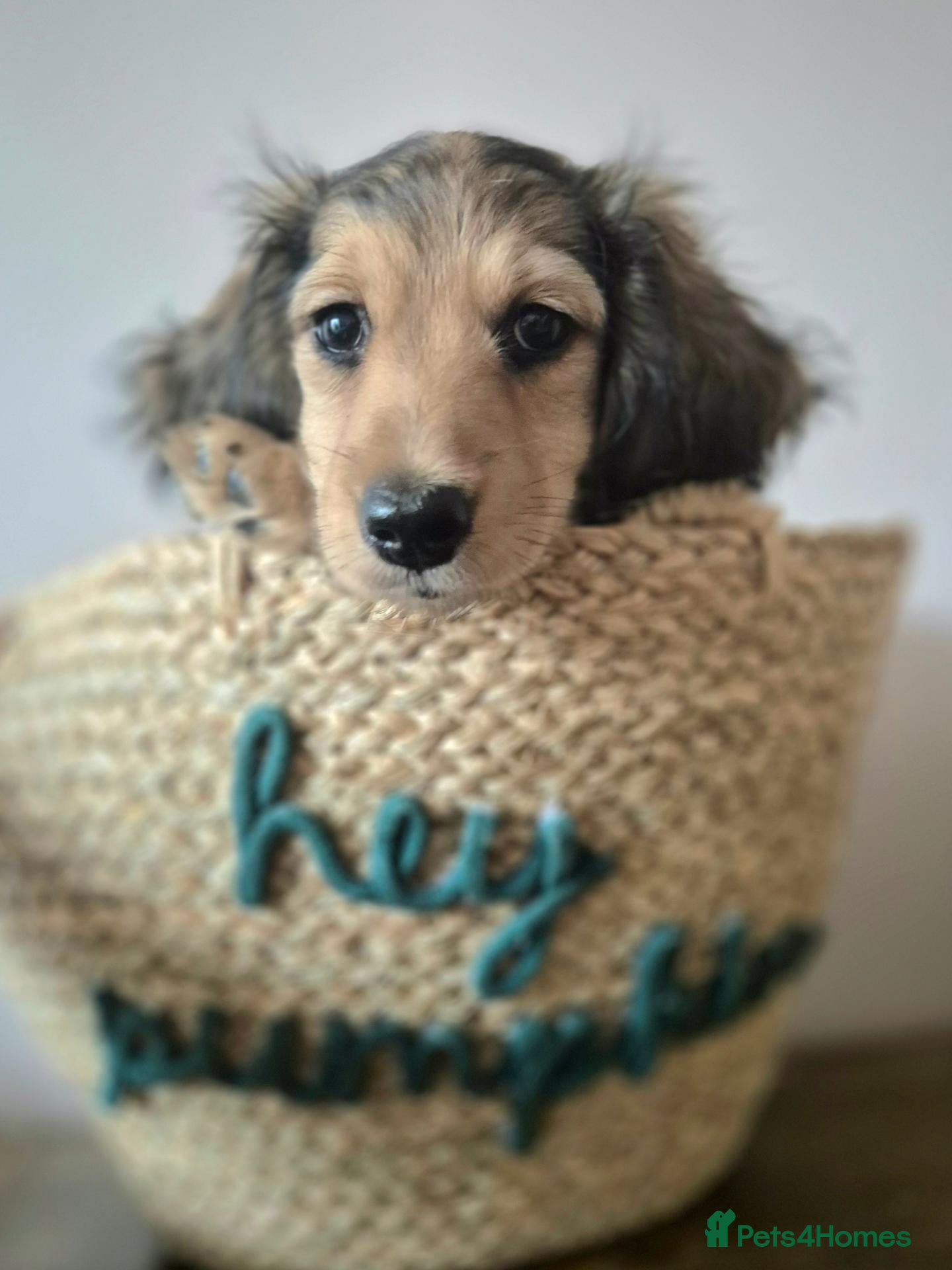 Miniature Dachshund dogs KC Long Haired Mini Dachshund Puppy - Advert 18