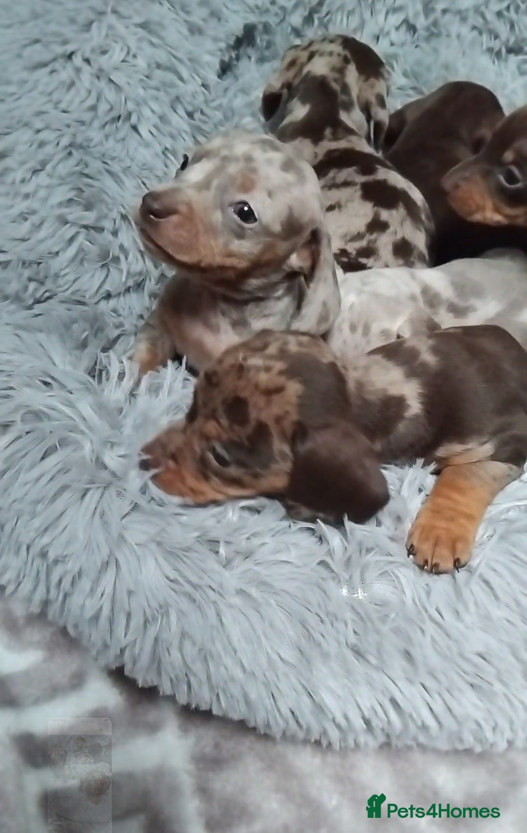 Miniature Dachshund dogs for sale: KC, PRA, STUNNING LITTER MIN,DASH😍 - Image 7