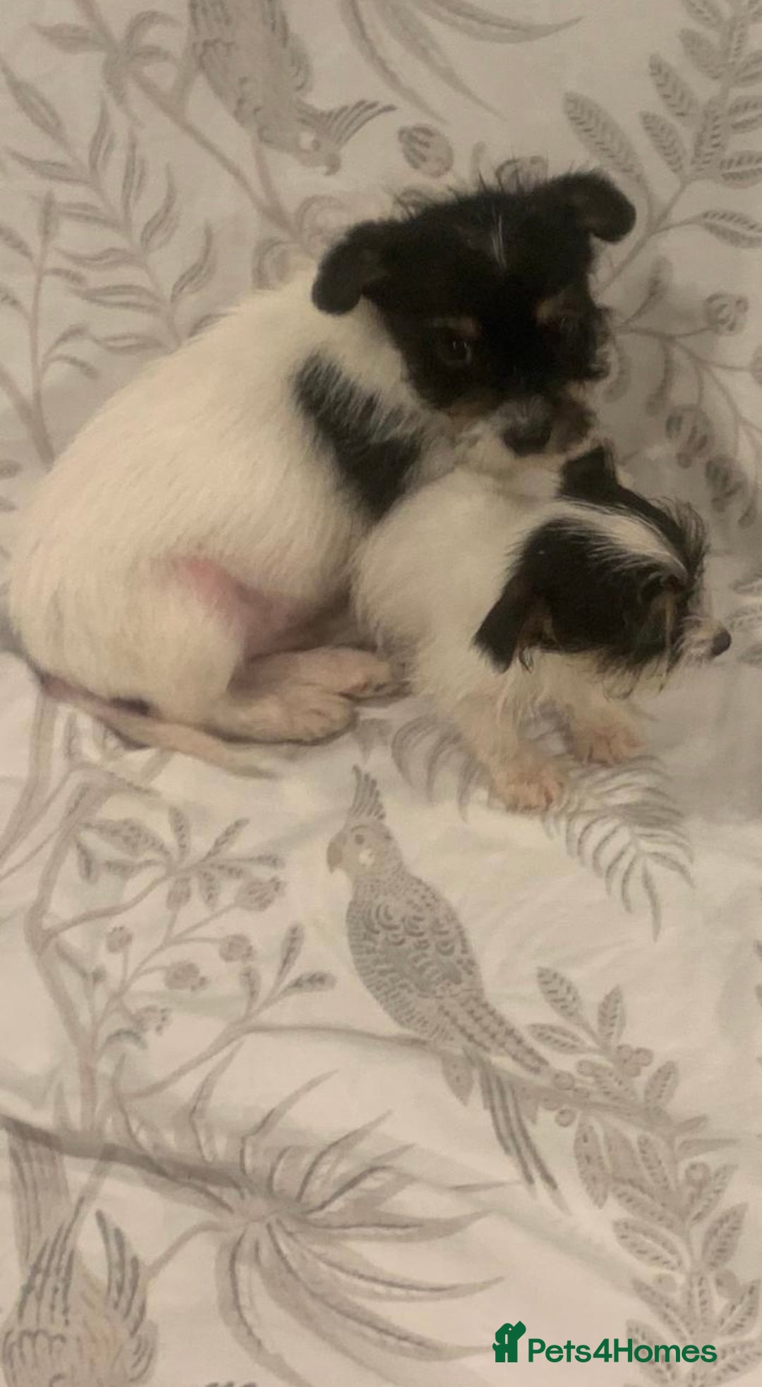 Mixed Breed dogs for sale: Here I Have Too Beautiful jack Russell boys - Advert 6