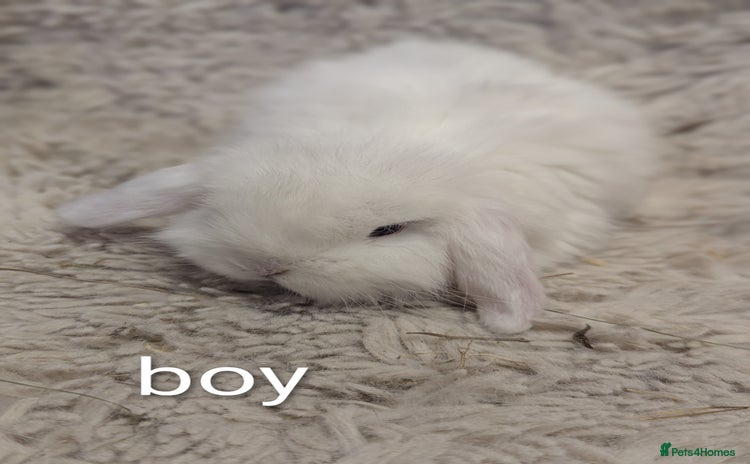 Mini Lop rabbits - Advert 10