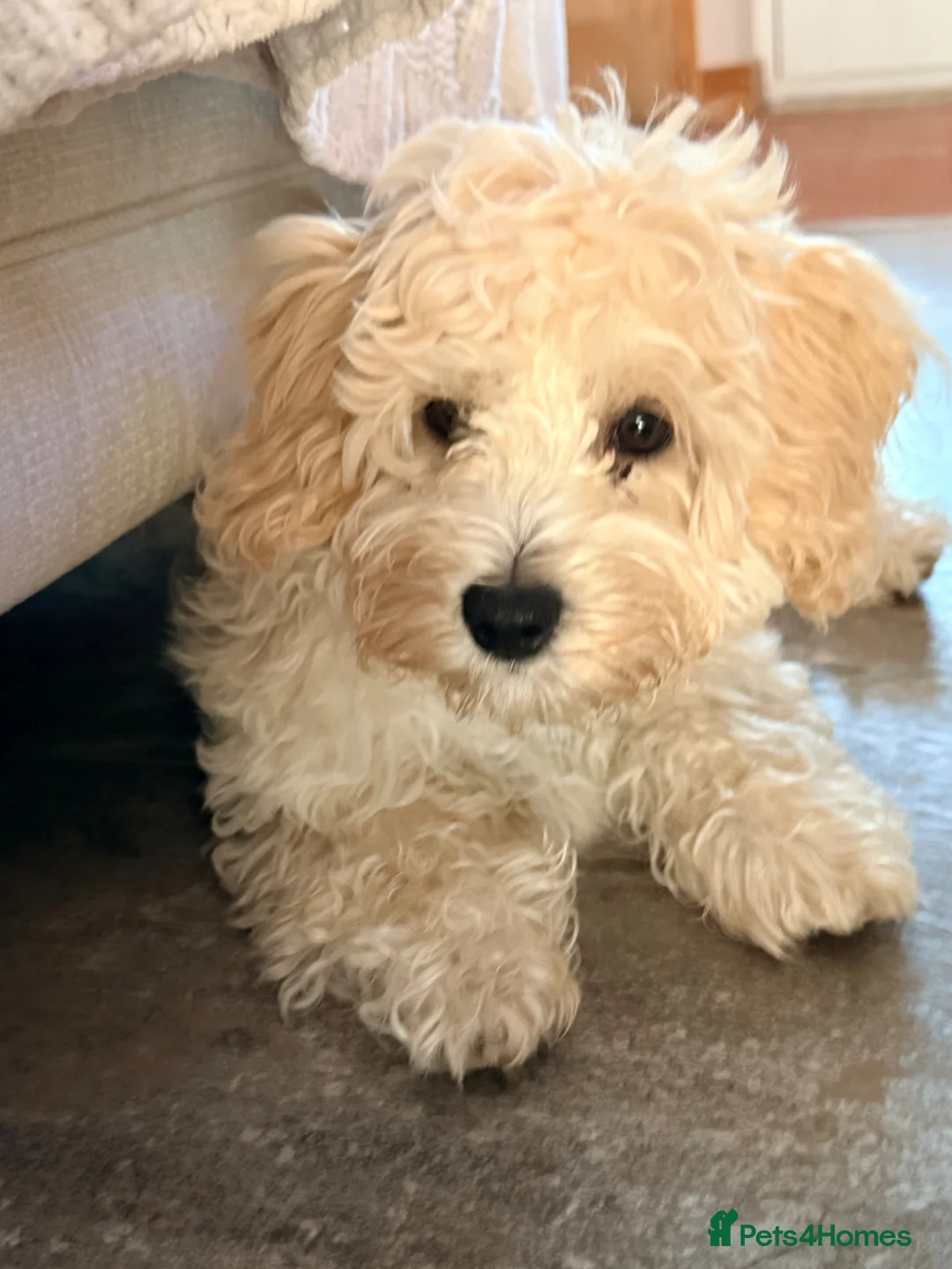 Maltipoo dogs for sale: Re-homing loving little boy in Hereford - Advert 2