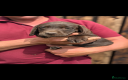 Springador dogs for sale: Stunning springador puppies  - Image 7