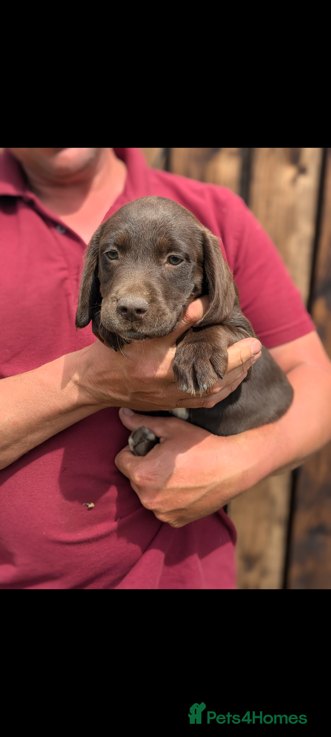 Springador dogs for sale: Stunning springador puppies  - Image 7