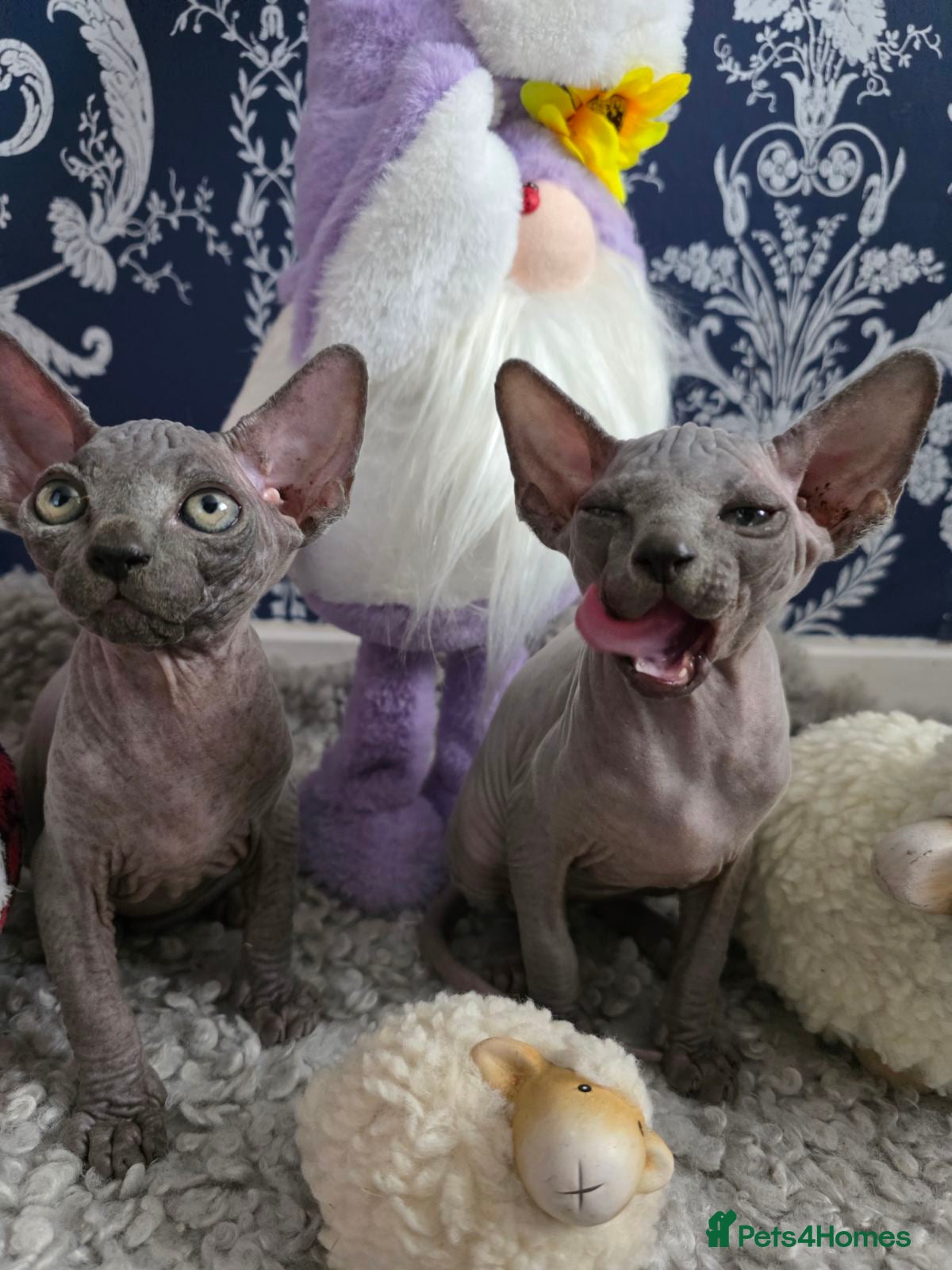 Sphynx cats FIFe registered stunning Sphynx kittens - Advert 11