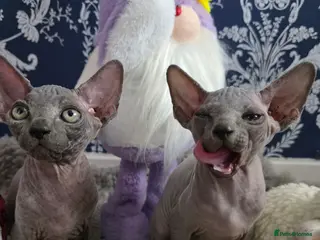 Sphynx cats FIFe registered stunning Sphynx kittens - Advert 11