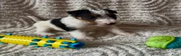 Fox Terrier dogs for sale: Kc wire fox terriers - Advert 6