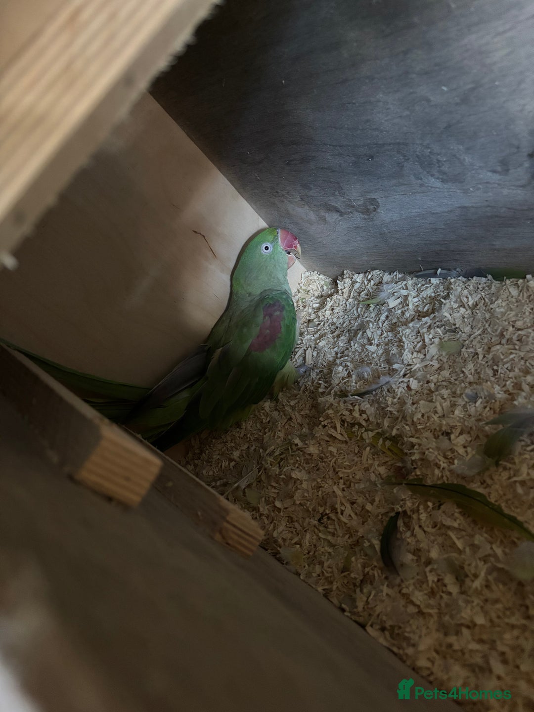 Parakeets birds for sale: Proven pair of Alexandrine  - Image 5