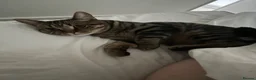 Mixed Breed cats for sale: Mixed Tabby - Advert 3