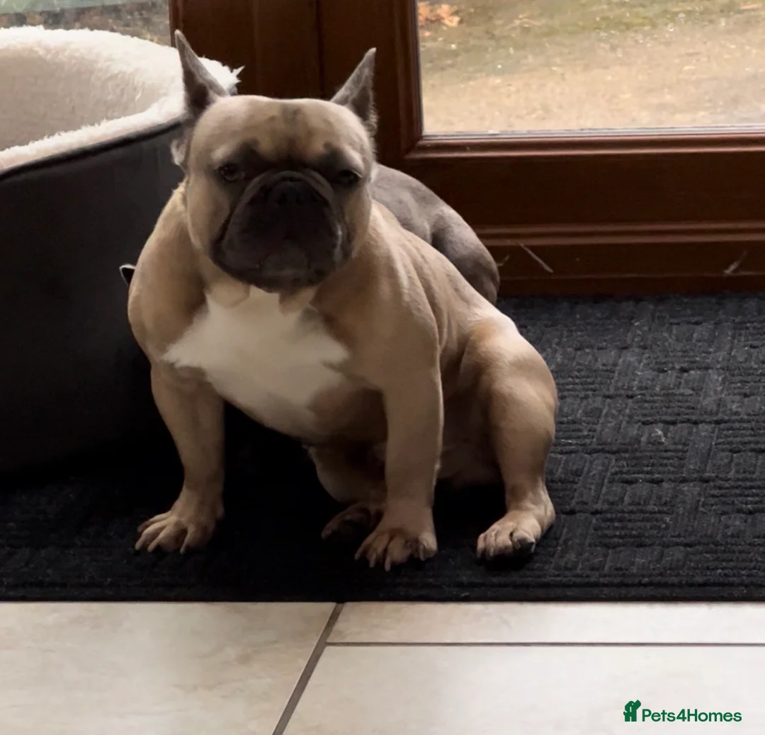 French Bulldog dogs for stud: 5yo Proven French Bulldog Stud – Lilac Gene - Advert 3