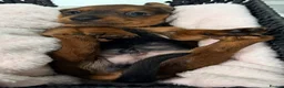 Miniature Dachshund dogs for sale: Outstanding quality Russian bloodline minis - Advert 11