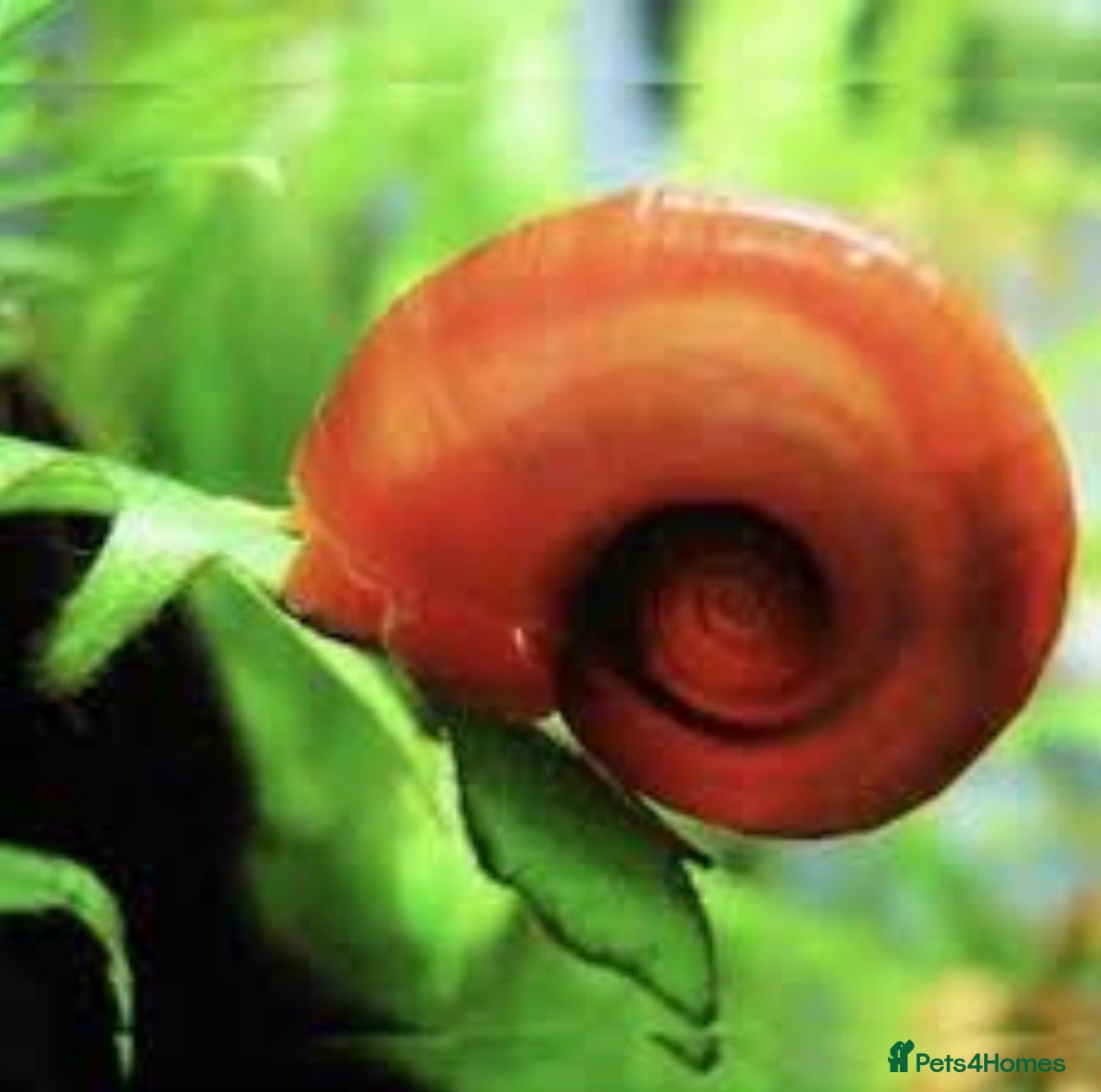 Snails fish Ramshorn Snails Tank Breed Disease free.. - Advert 1