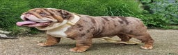 English Bulldog dogs for stud: BEST CHOCOLATETAN merle in UK in London - Advert 3