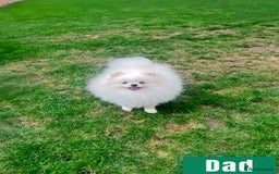 Pomeranian dogs for sale: Teddy face🐼Top quality🏆Very Tiny  - Image 16