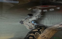 Python Snake reptiles for sale: Ball Python & Vivarium - Advert 6