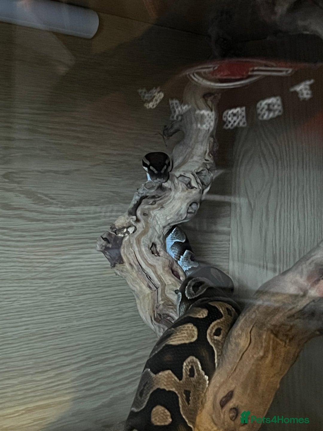 Python Snake reptiles for sale: Ball Python & Vivarium - Advert 6