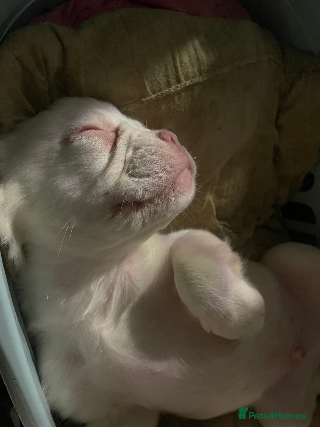 French Bulldog dogs for sale: 🐾 7 of the most Loving French Bulldogs 🐾🐶🩷 - Image 16