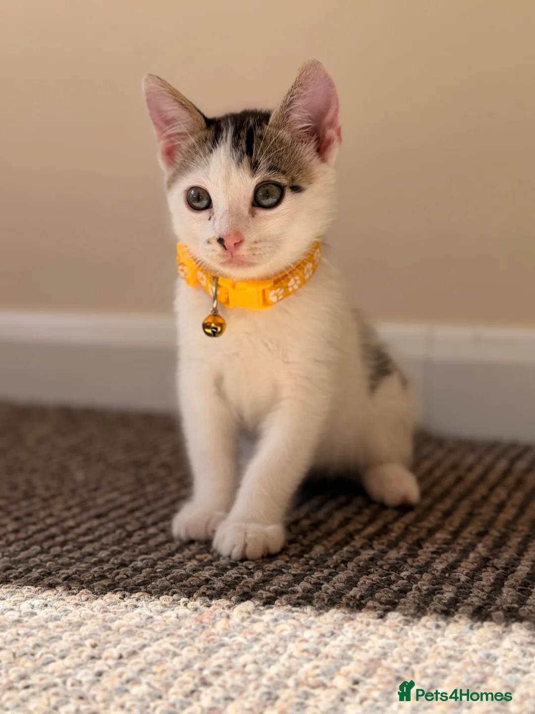 British Shorthair cats for sale: ✨5th Gen BSH x Bengal Kittens-Bear, Bagel & Bella✨ - Advert 33