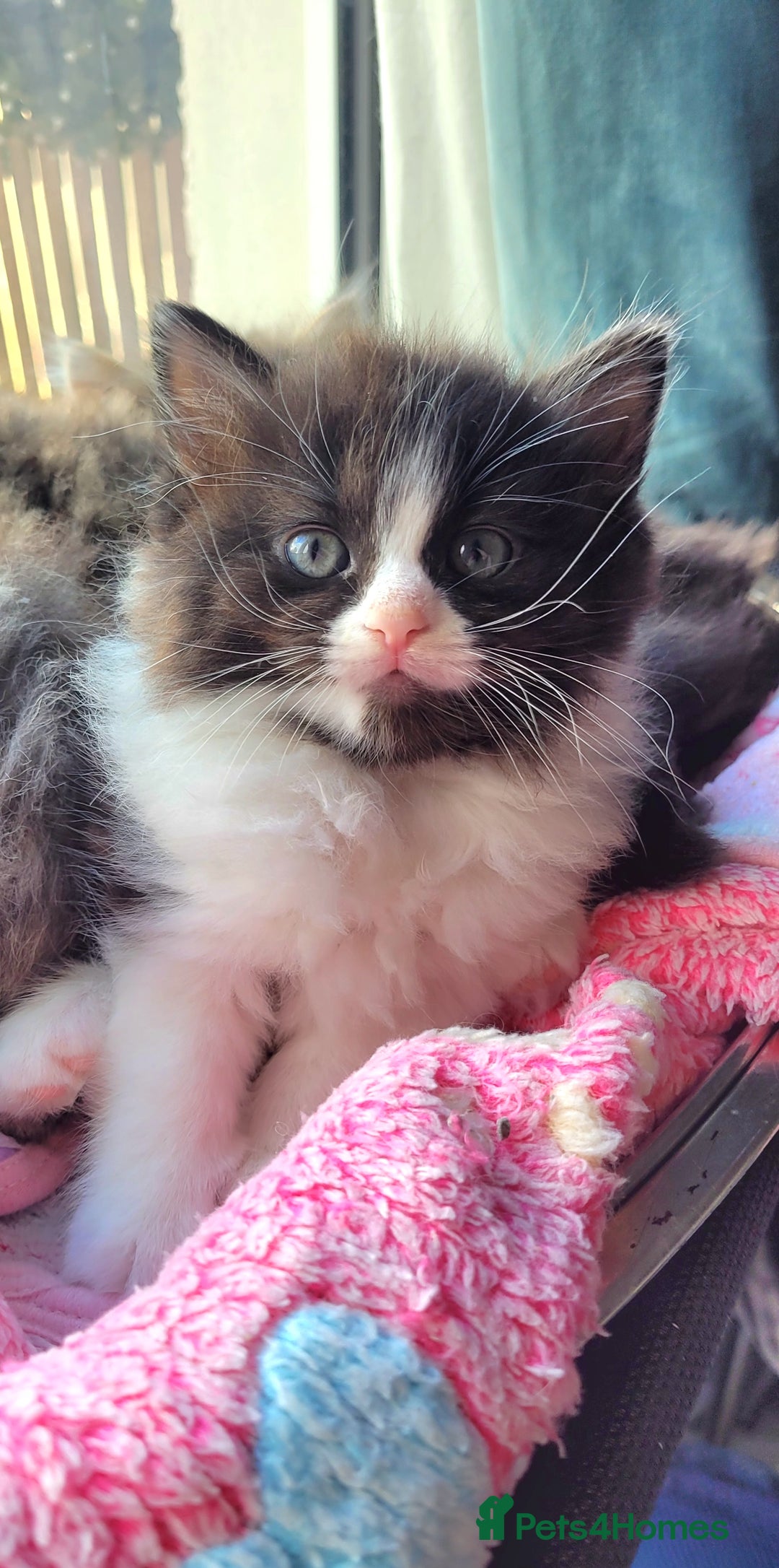 Ragdoll cats for sale: Adorable mixed Norwegian/Ragdoll left  in Dundee - Image 7