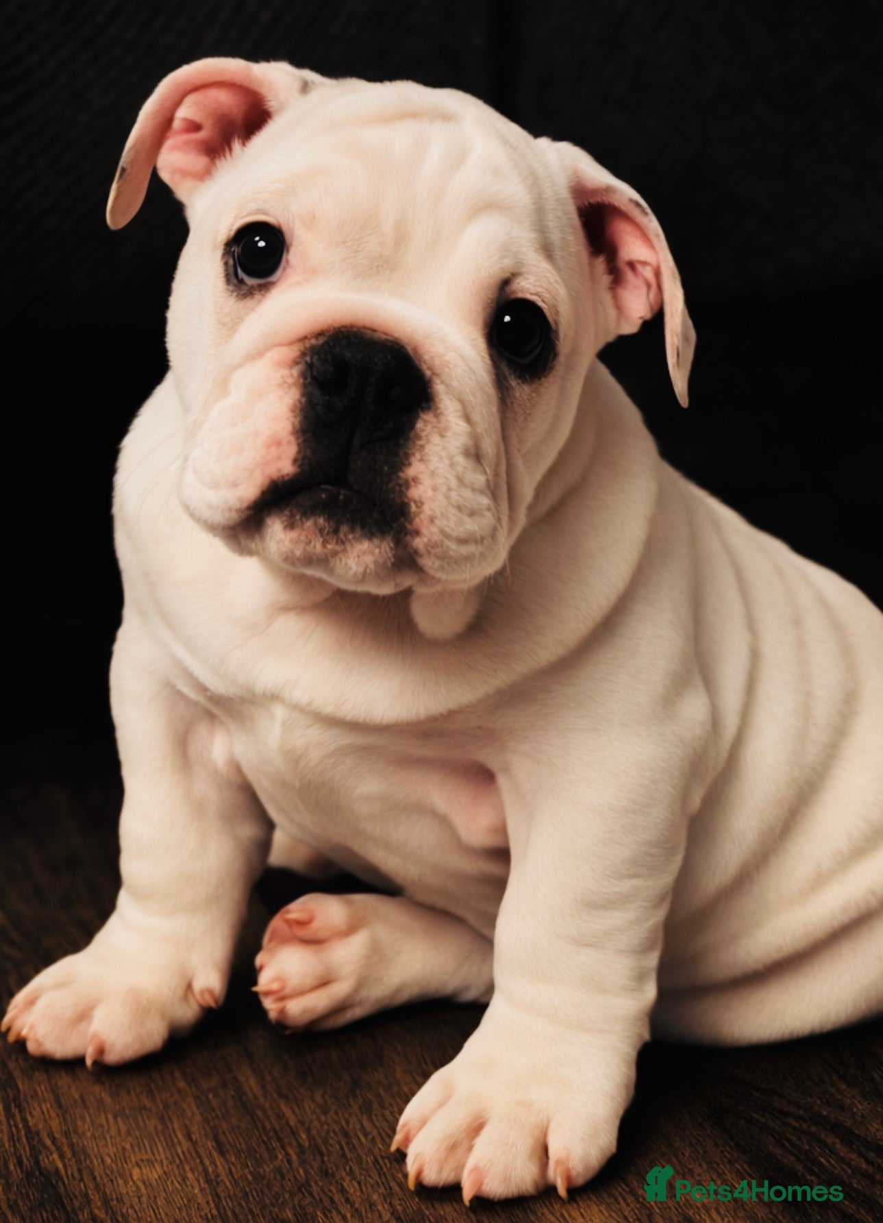 English Bulldog dogs Last English Bulldog Puppy  - Advert 2
