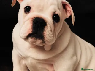 English Bulldog dogs Last English Bulldog Puppy - Advert 2