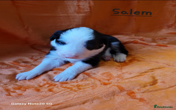 Border Collie dogs for sale: Adorable Border Collie Pups Ready for Loving Homes - Advert 5