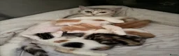 Mixed Breed cats for sale: Kitten for sale in London - Advert 2