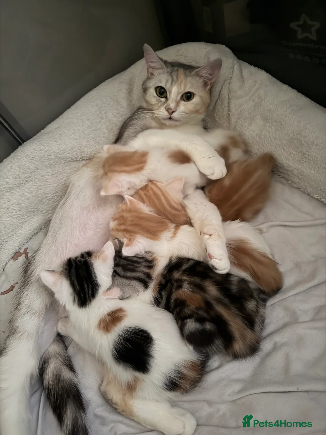 Mixed Breed cats for sale: Kitten for sale in London - Advert 2