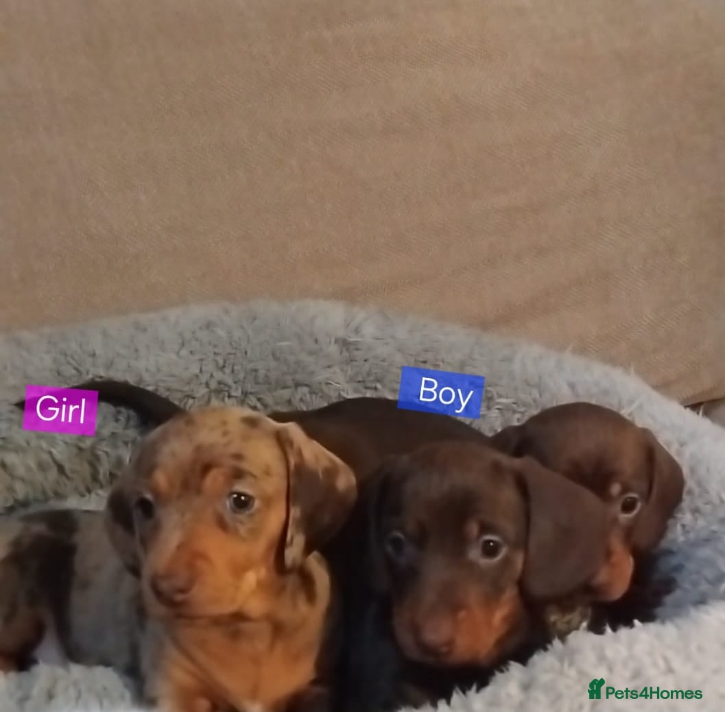 Miniature Dachshund dogs KC, PRA, ADORABLE DASH, PUPPIES  - Advert 4