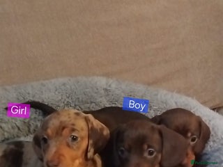 Miniature Dachshund dogs KC, PRA, ADORABLE DASH, PUPPIES - Advert 4