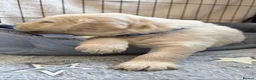 Golden Retriever dogs for sale: BEAUTIFUL KC REG SHOWLINE GOLDEN RETRIEVER PUPPIES - Advert 15
