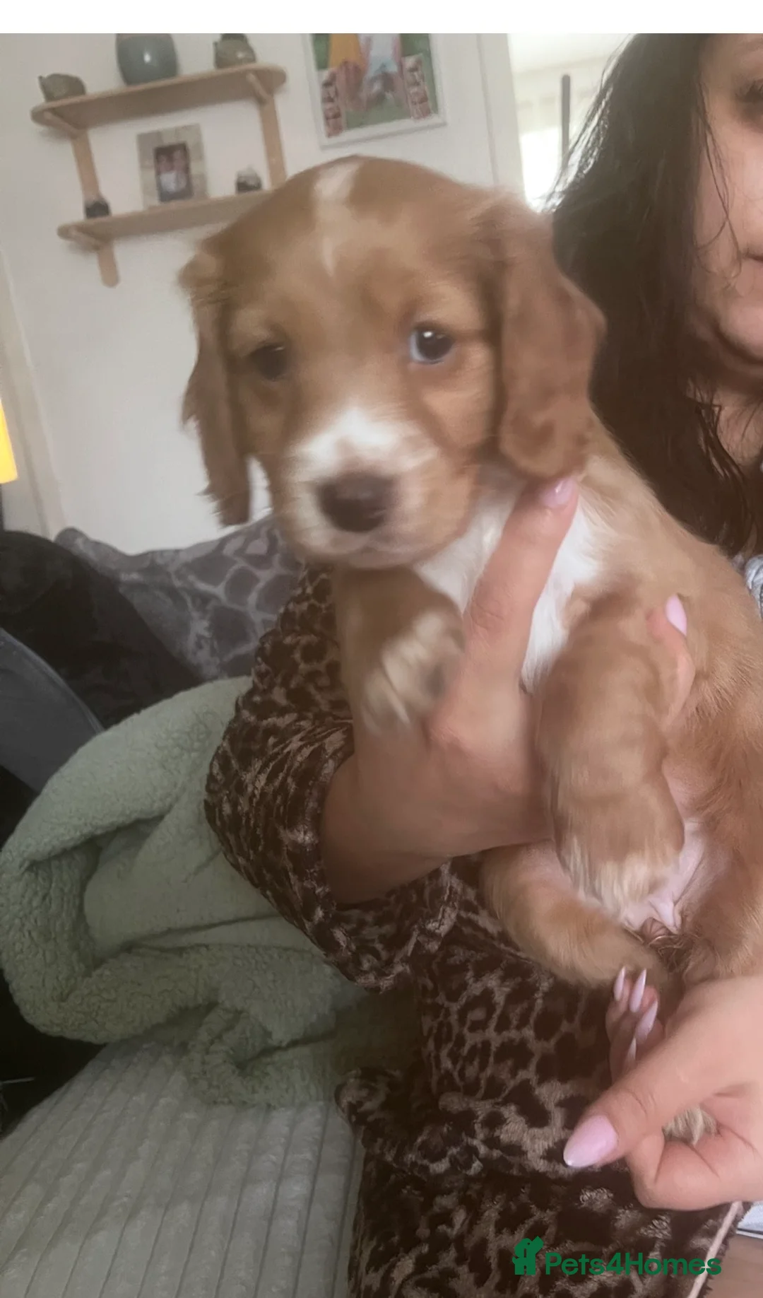 Cockapoo dogs for sale: Beautiful cockapoo - Advert 2