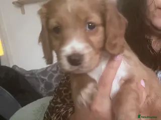 Cockapoo dogs Beautiful cockapoo - Advert 6