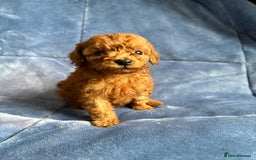 Cavapoo dogs for sale: Gorgeous cavapoo puppys - Image 14
