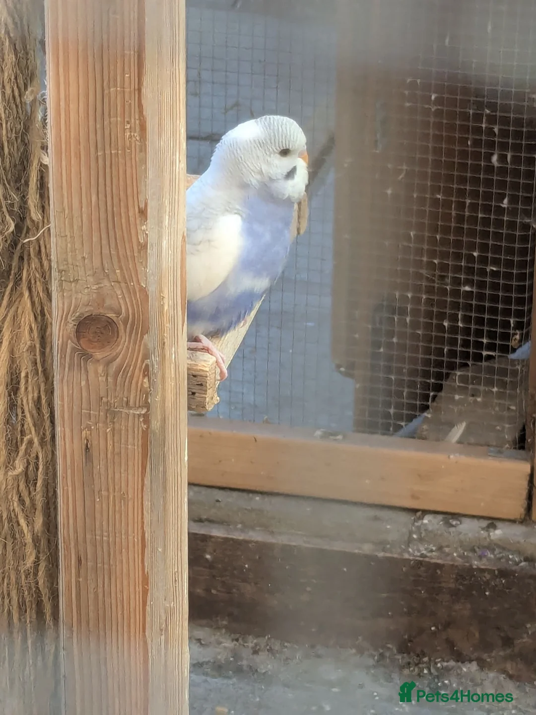 Budgerigars birds for sale: Budgies - Advert 1