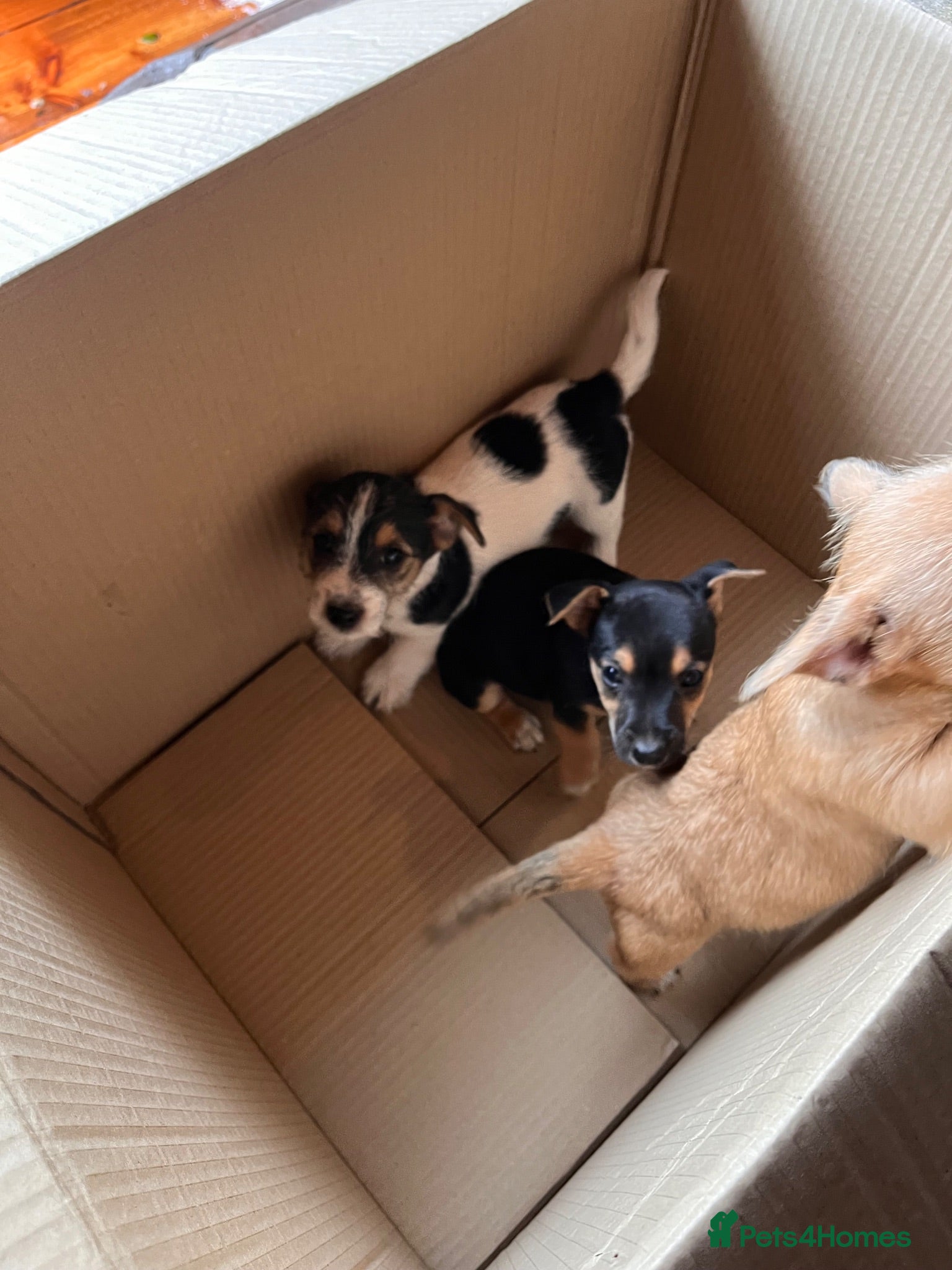 Jack Russell dogs Jack Russell Puppys for sale - Advert 1