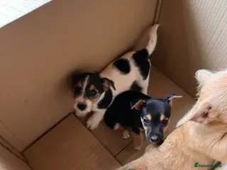 Jack Russell dogs Jack Russell Puppys for sale - Advert 1
