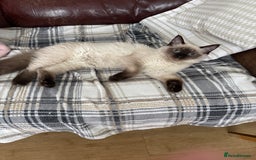 Ragdoll cats for sale: Seal point ragdoll girl GCCF registered - Image 1