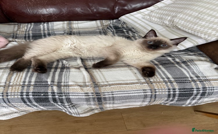 Ragdoll cats - Advert 3
