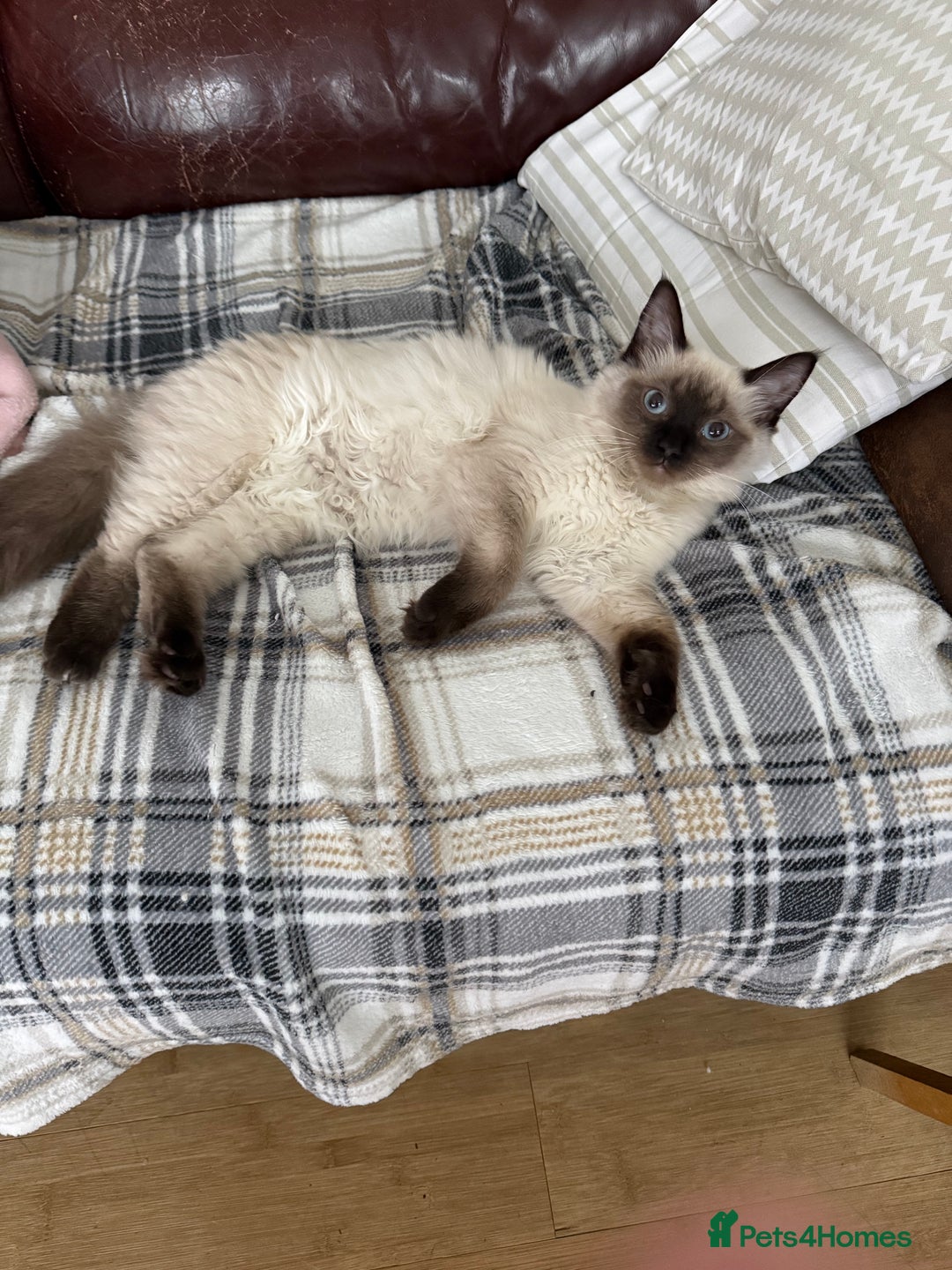 Ragdoll cats for sale: Seal point ragdoll girl GCCF registered - Image 1