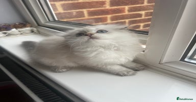 Scottish Fold cats - Advert 12